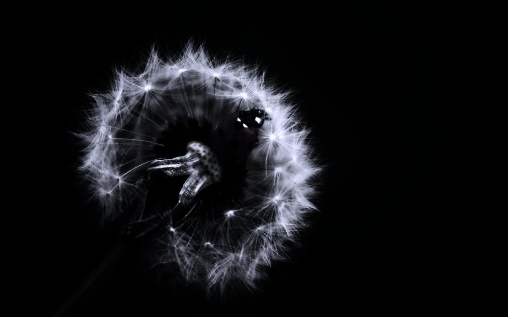Одуванчик на черном фоне на рабочий стол