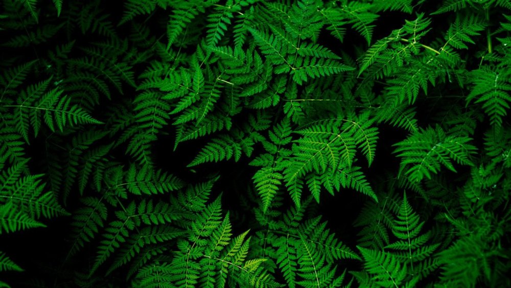 Папоротник фон