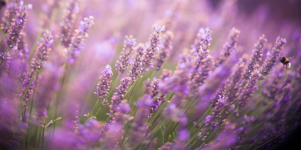 Лаванда фон
