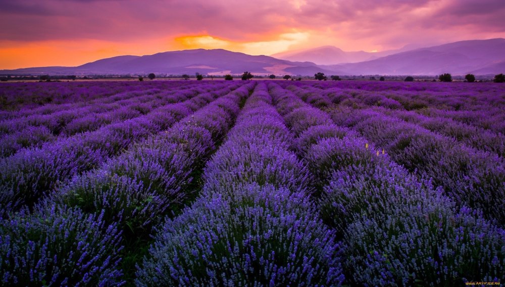 Поля лаванды Румыния