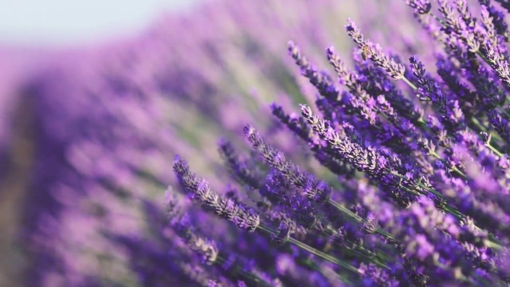 Лавандовый фон
