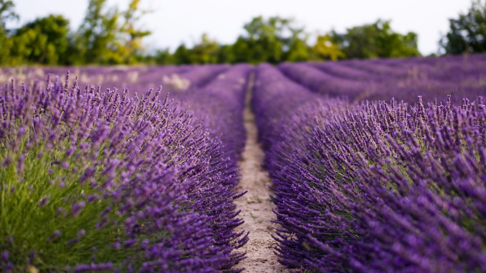 Франция Лаванда розмарин