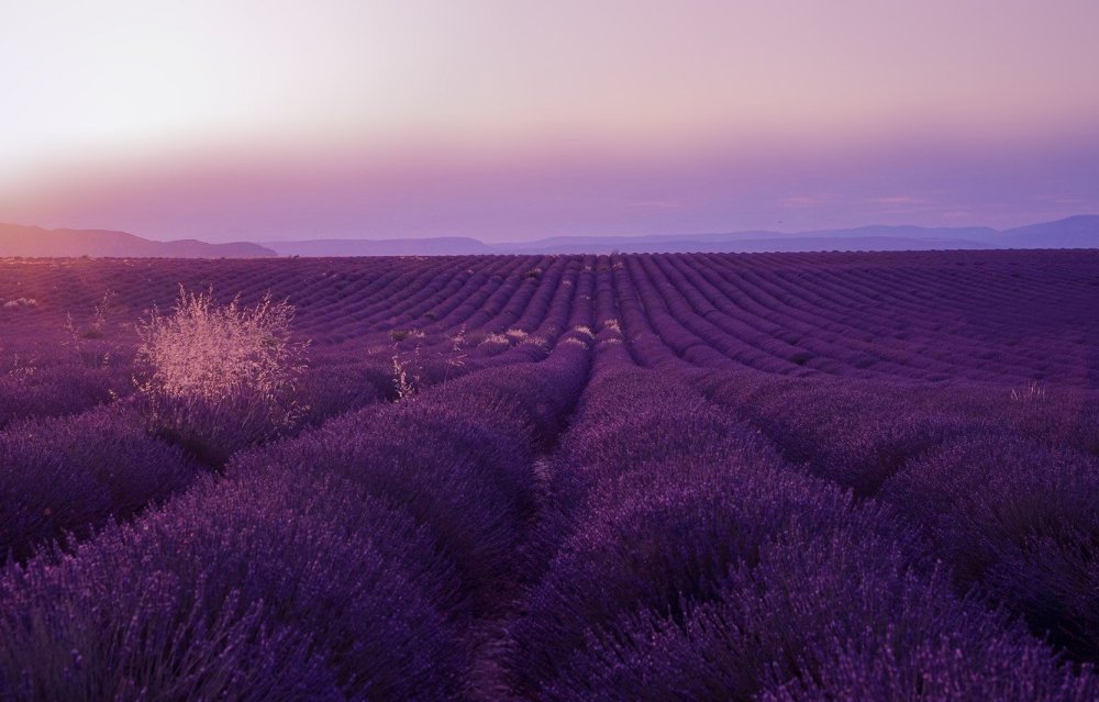 Абрау Лаванда