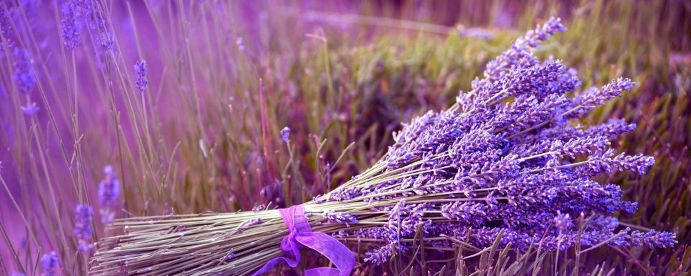 Лаванда перистая