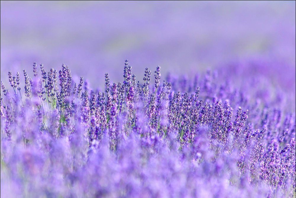 Крымская Лаванда zvet