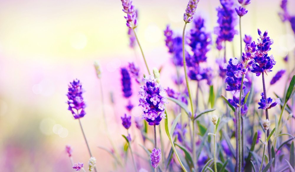 Лаванда цветок