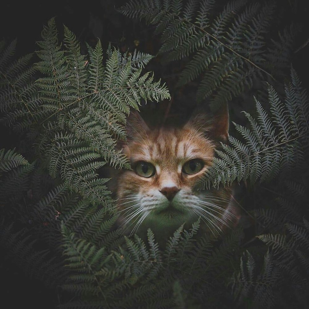 Коты в лесу Эстетика