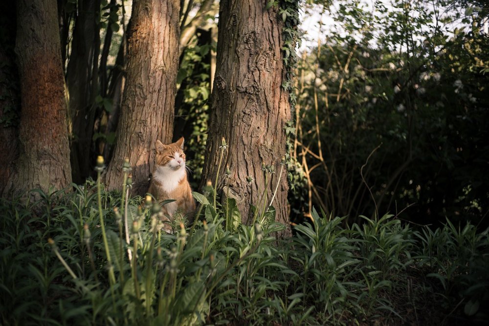 Кошка в хвойном лесу