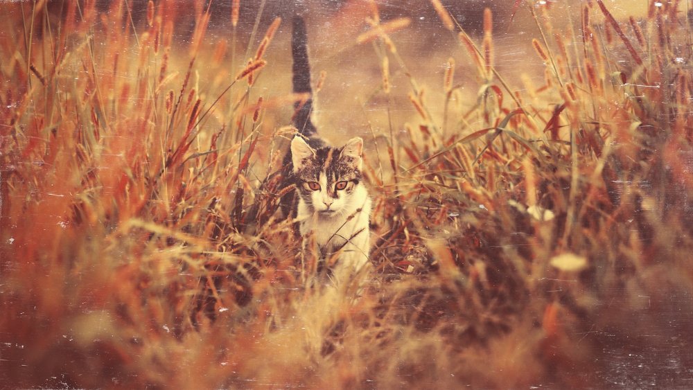 Эстетика с котиками на природе