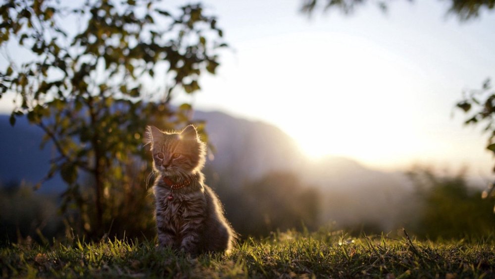 Кот в солнечных лучах