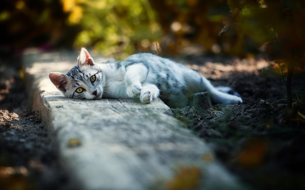 Серая кошка Эстетика