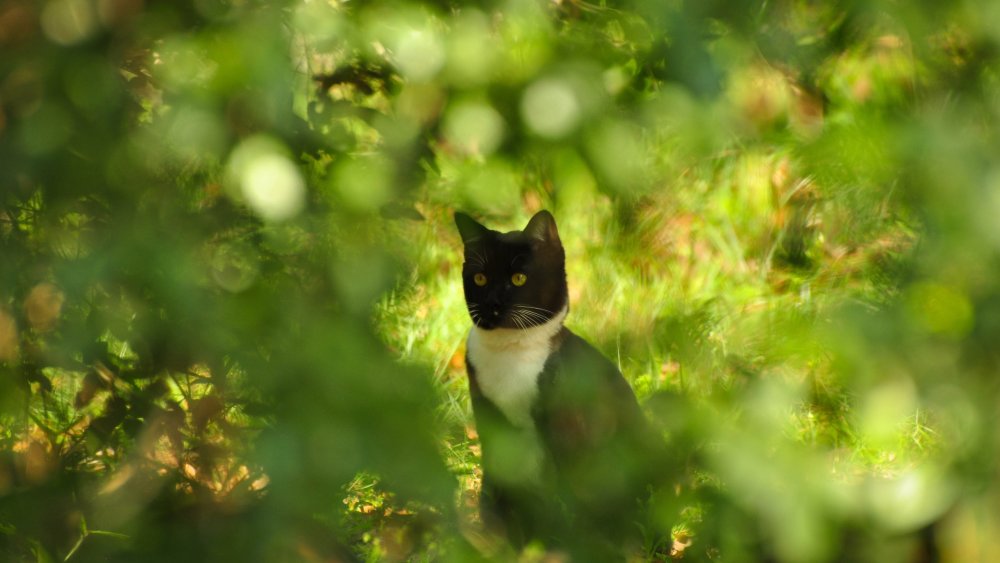 Кошка в летнем лесу