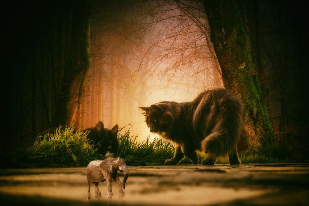 Таинственный лес животные