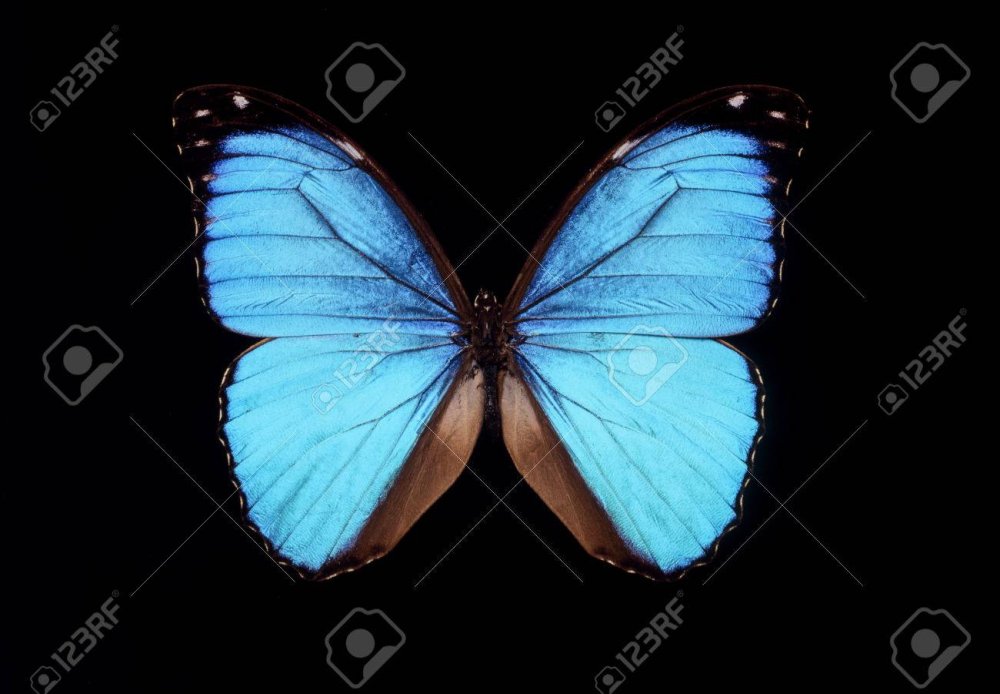 Фото синих бабочек на черном фоне