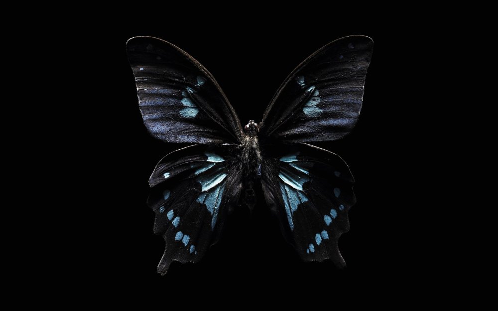 Бабочка черная