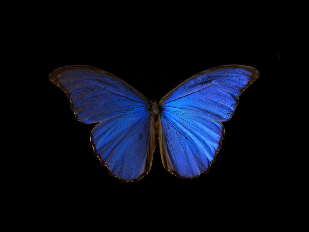 Крылья бабочки на черном фоне