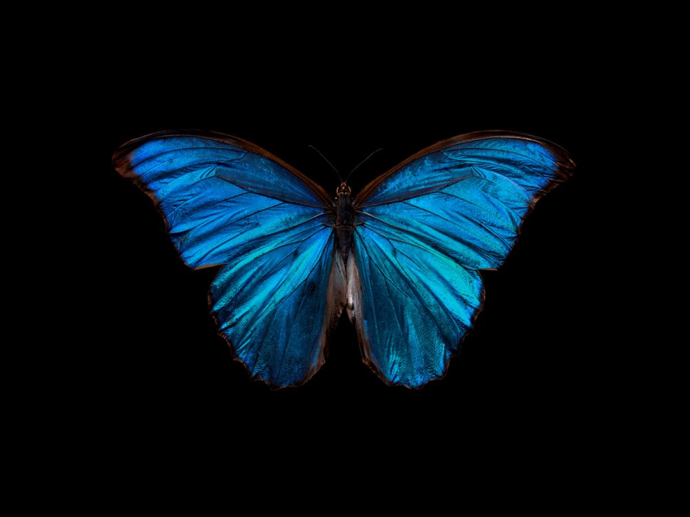 Morpho аматонте