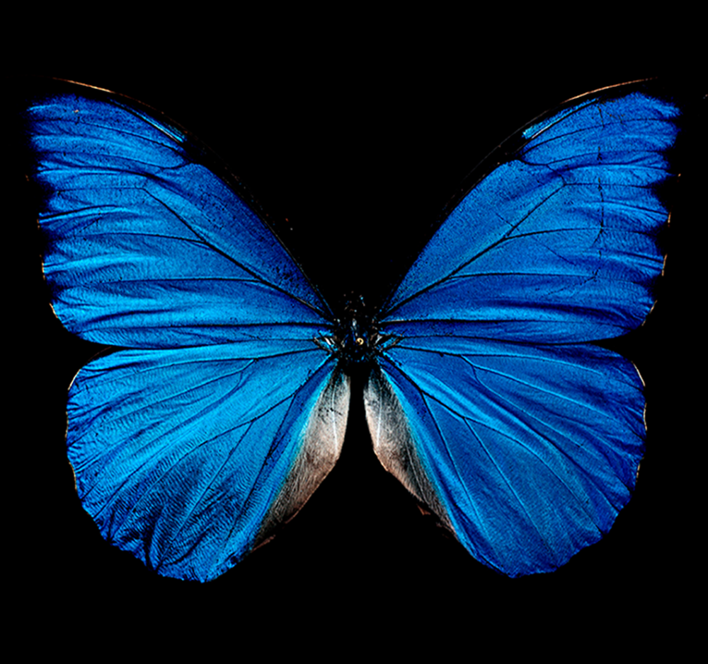 Синяя бабочка