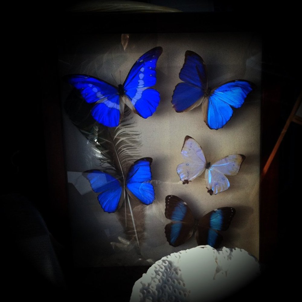 Голубые бабочки Эстетика