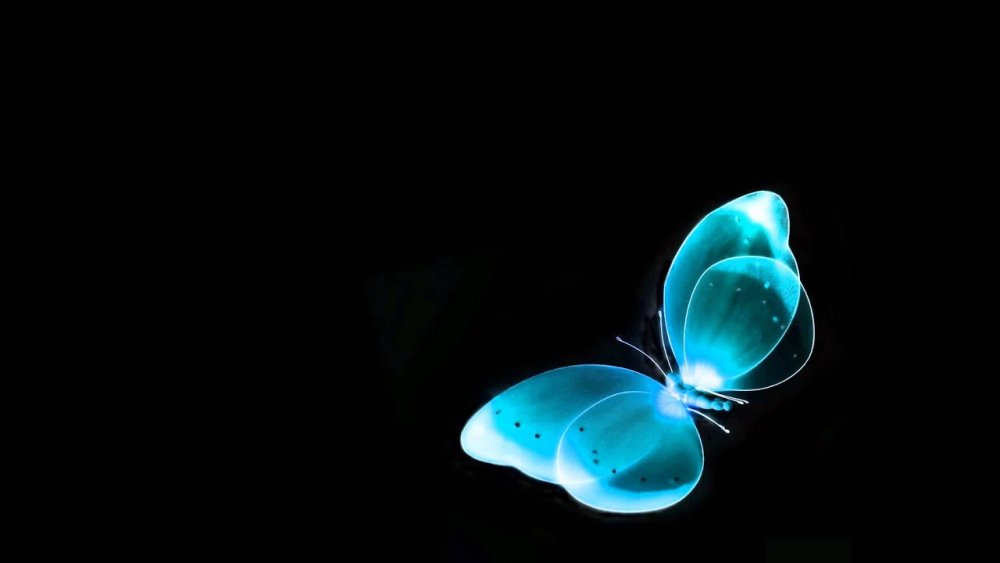 Морфо на черном фоне