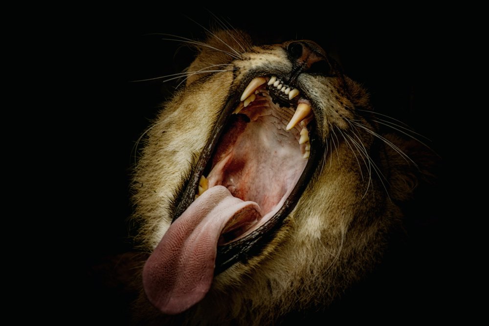 Острые зубы на чёрном фоне