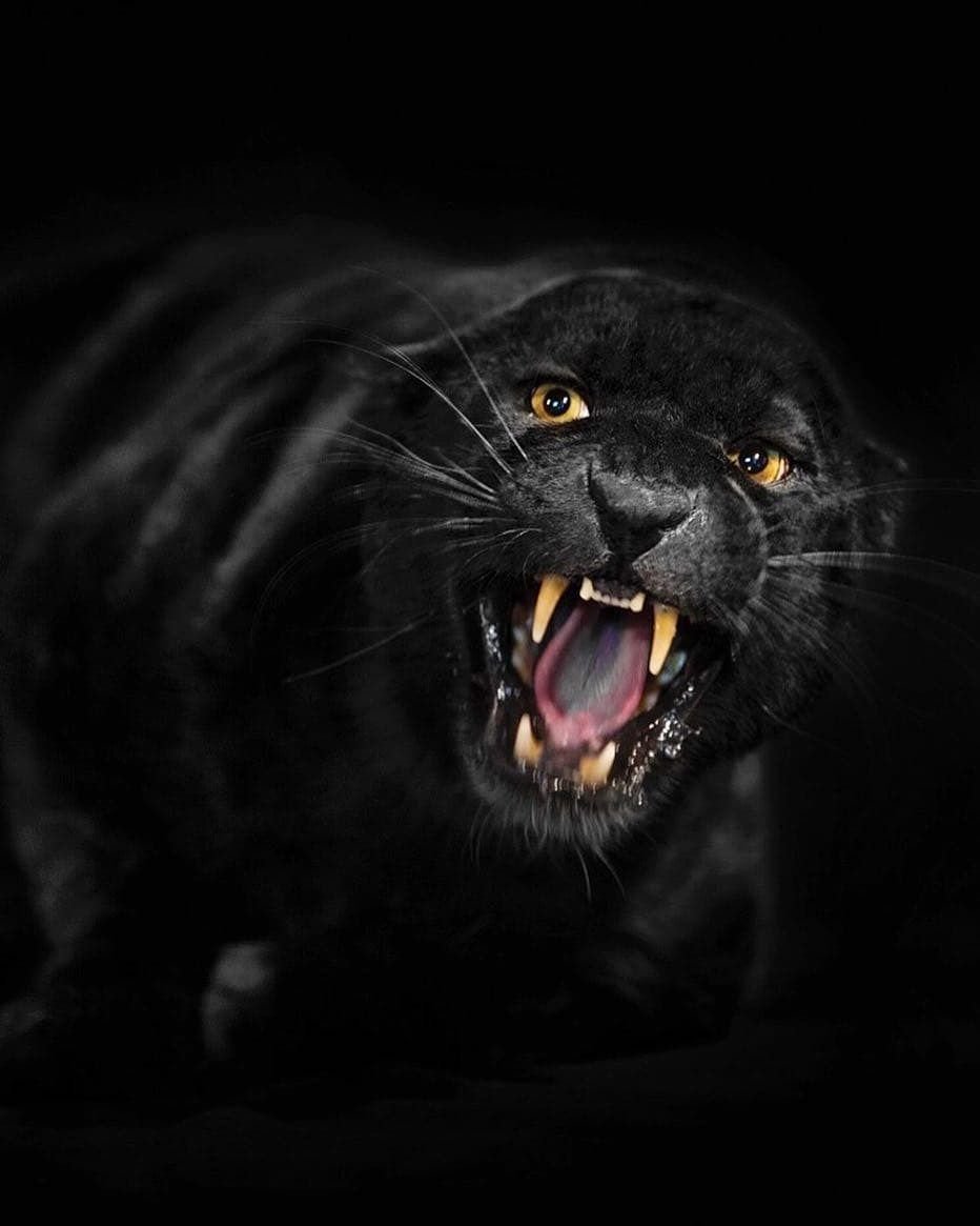 Злой оскал пантеры