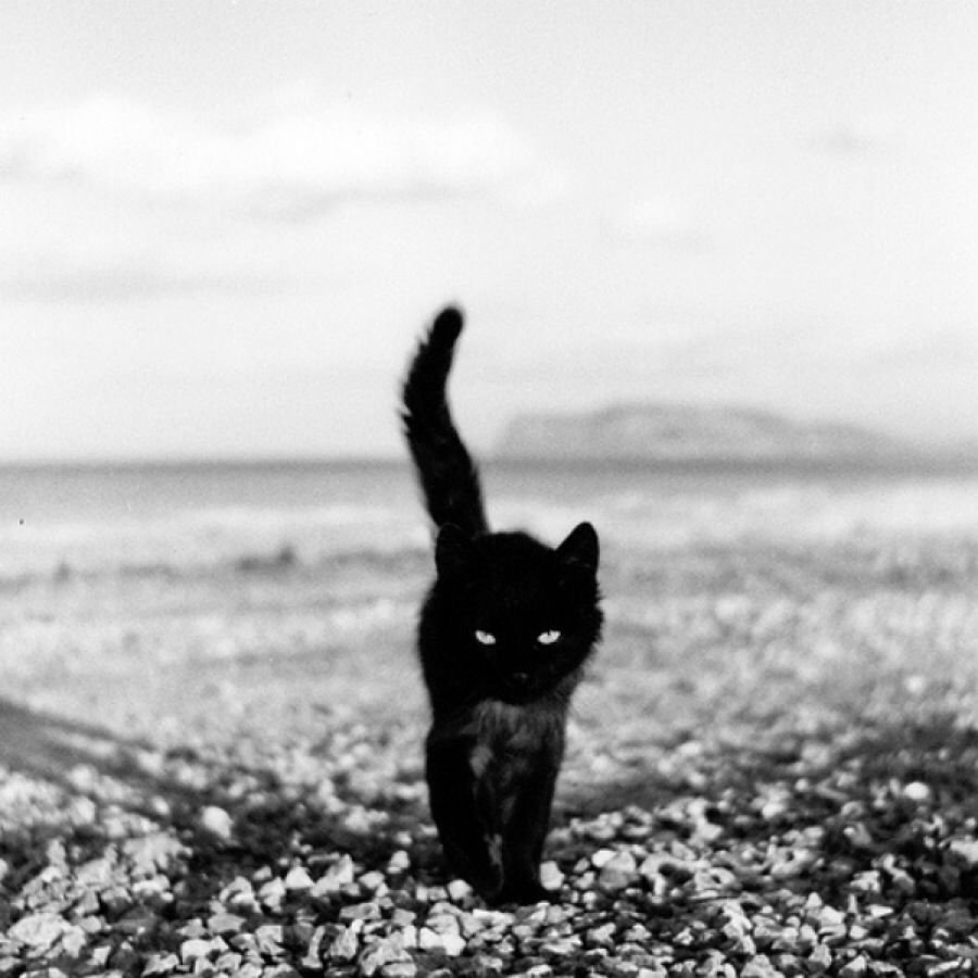 Черный кот идет