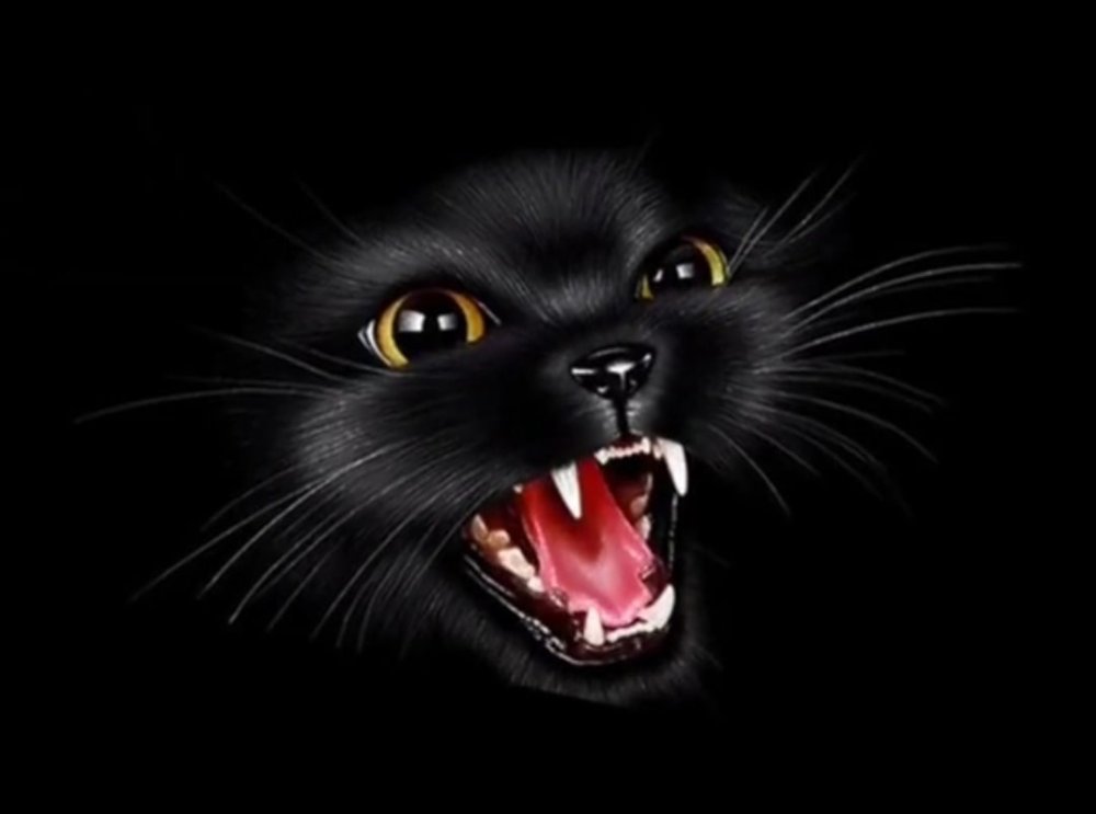 Злой черный кот
