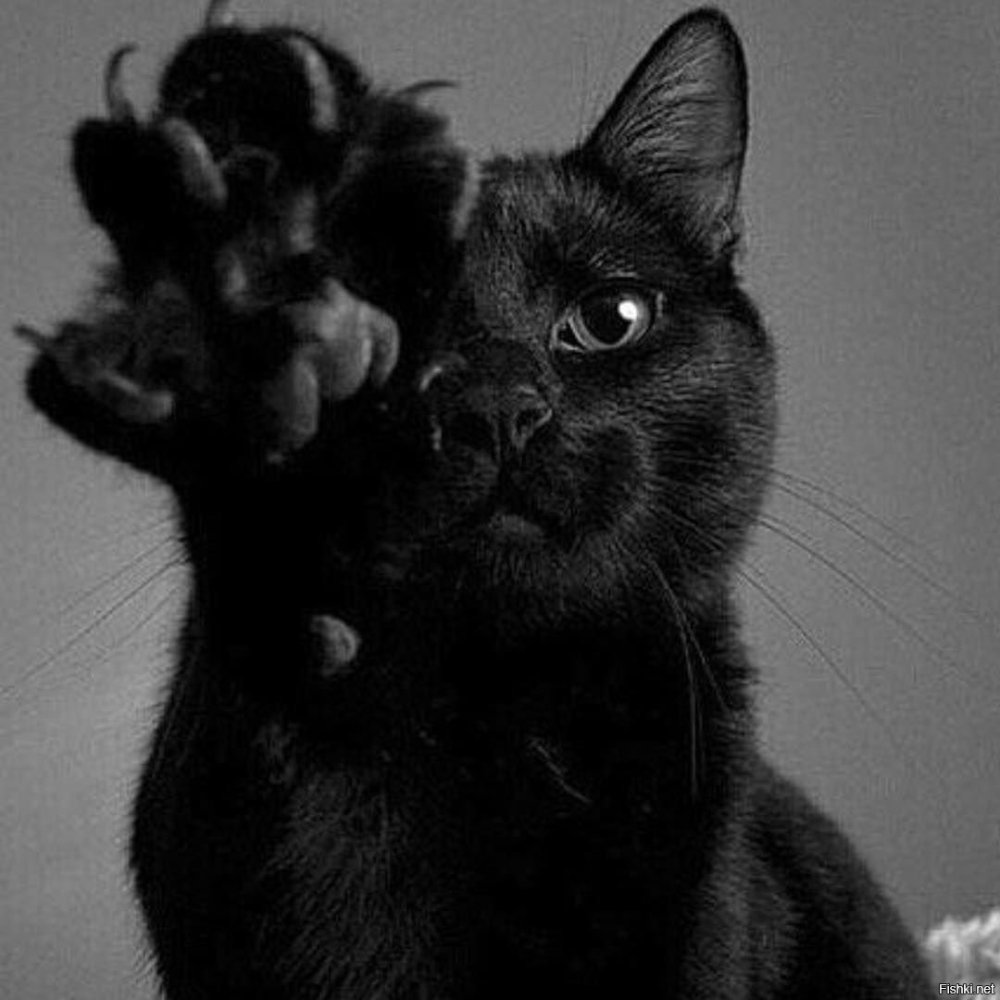 Чёрный кот