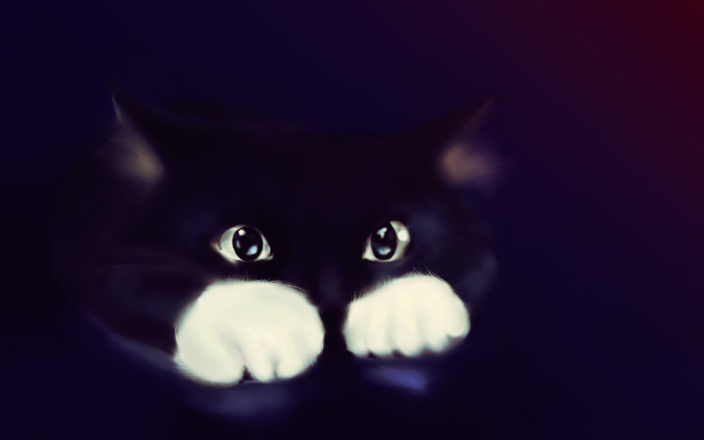 Кот в темноте