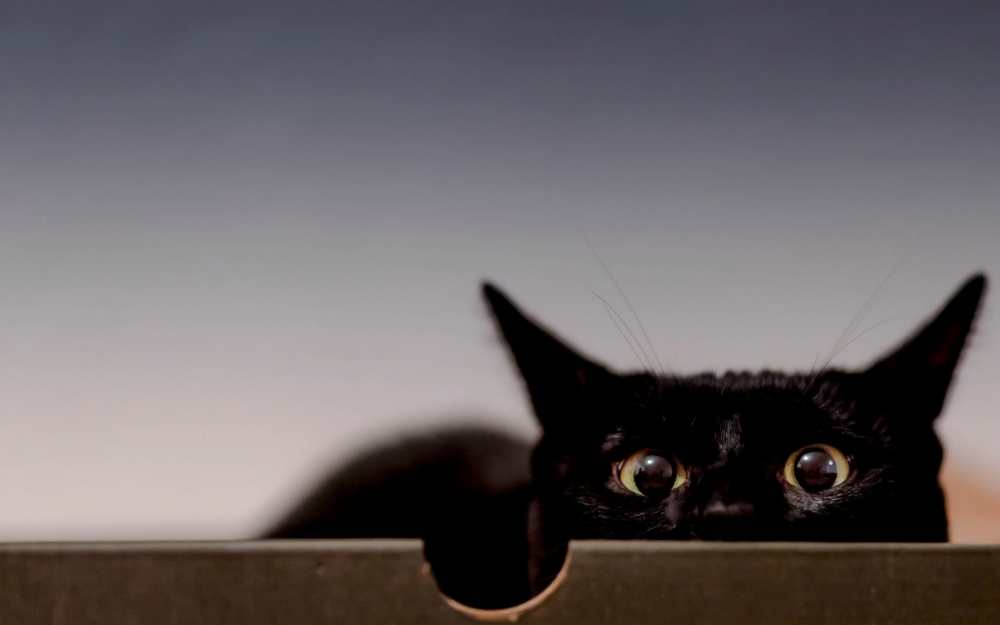 Черная кошка выглядывает