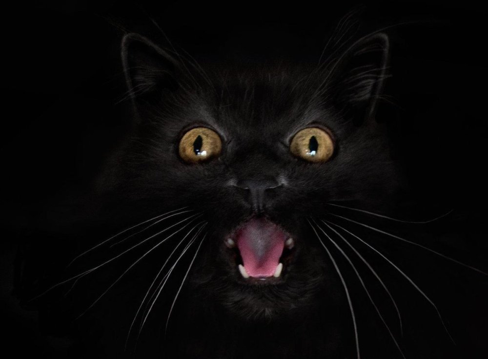 Черный кот оскал