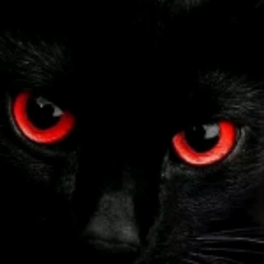 Чёрная кошка с красными глазами