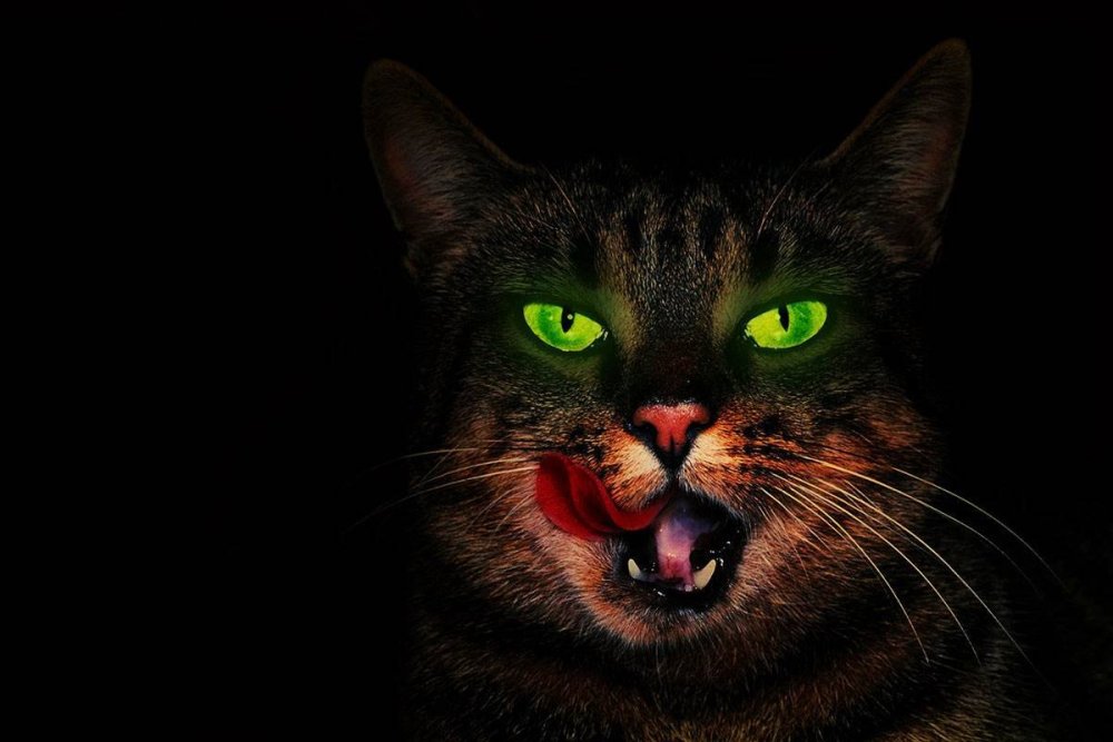 Кошачьи глаза в темноте