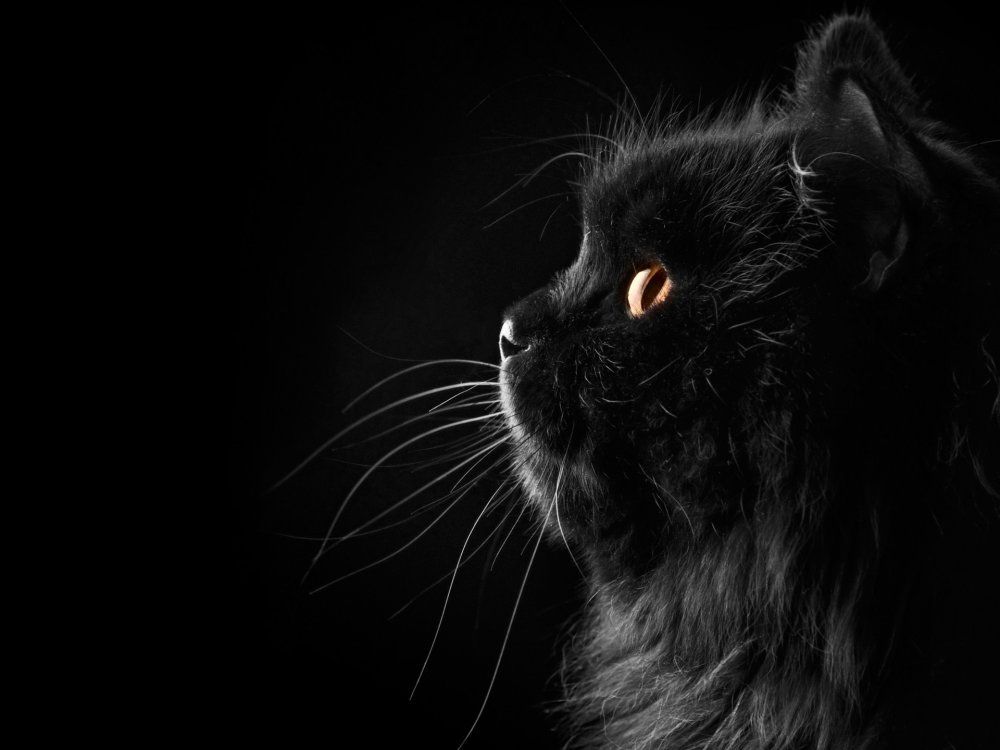 Чёрный кот