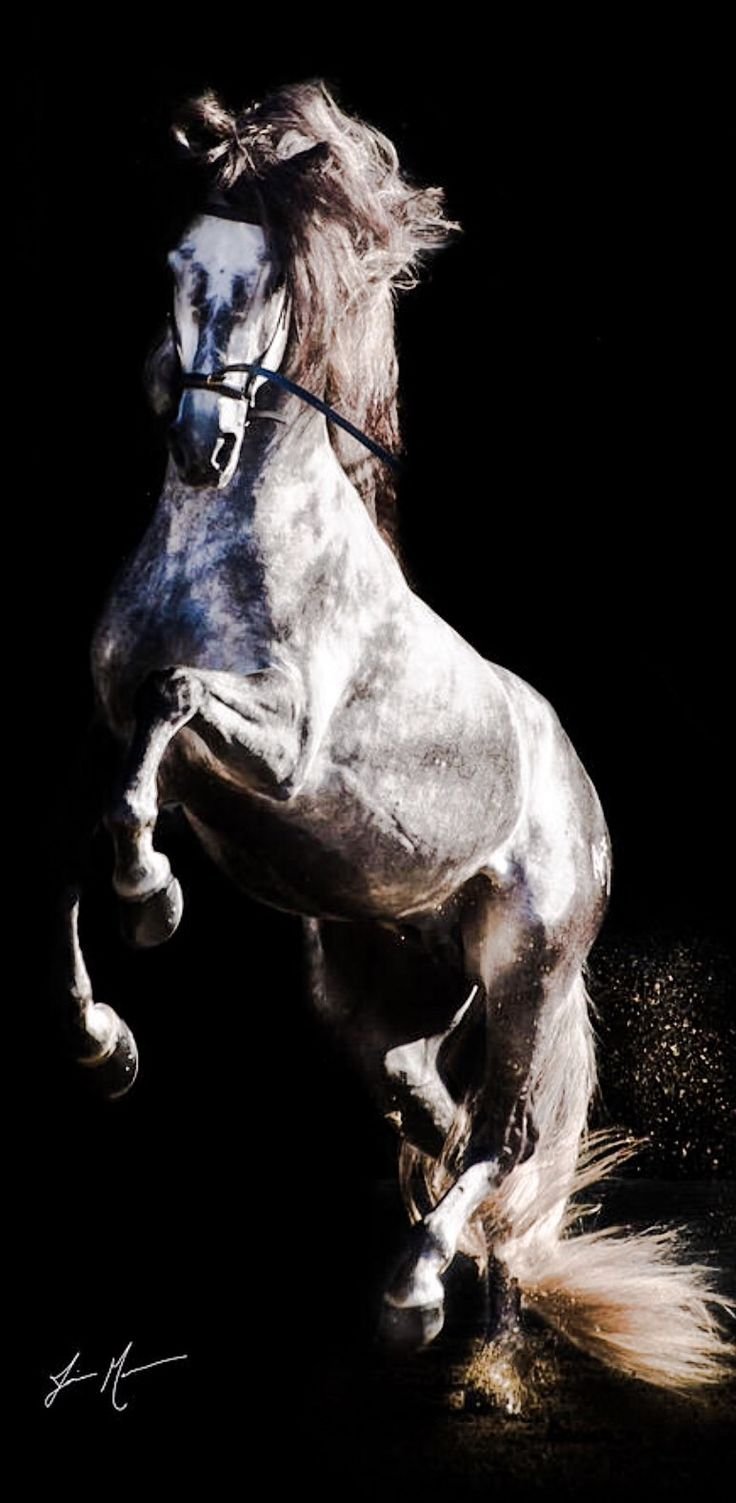 Лошадь черный