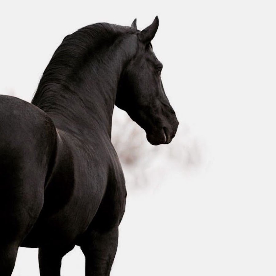 Фон для рабочего стола лошади