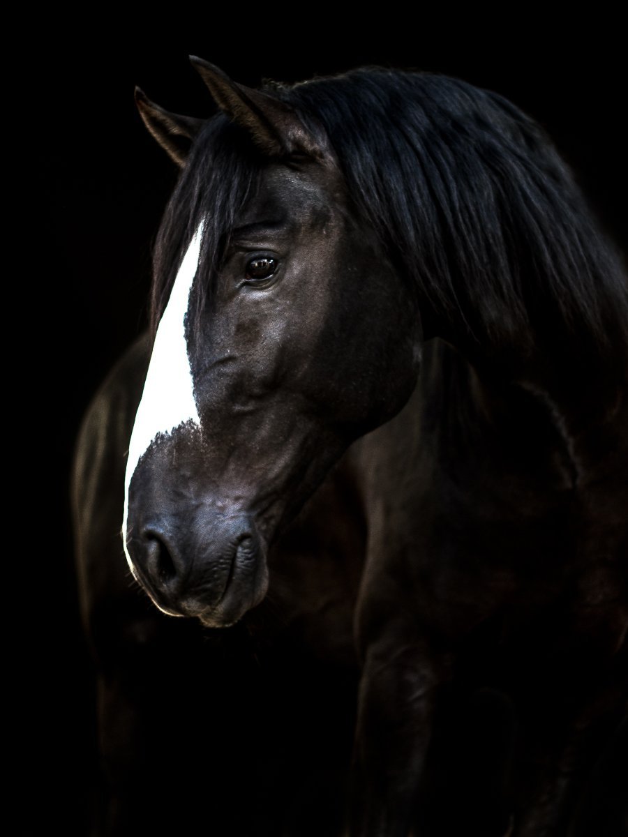 Лошадь с длинной гривой