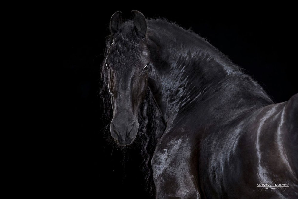 Черная лошадь на черном фоне