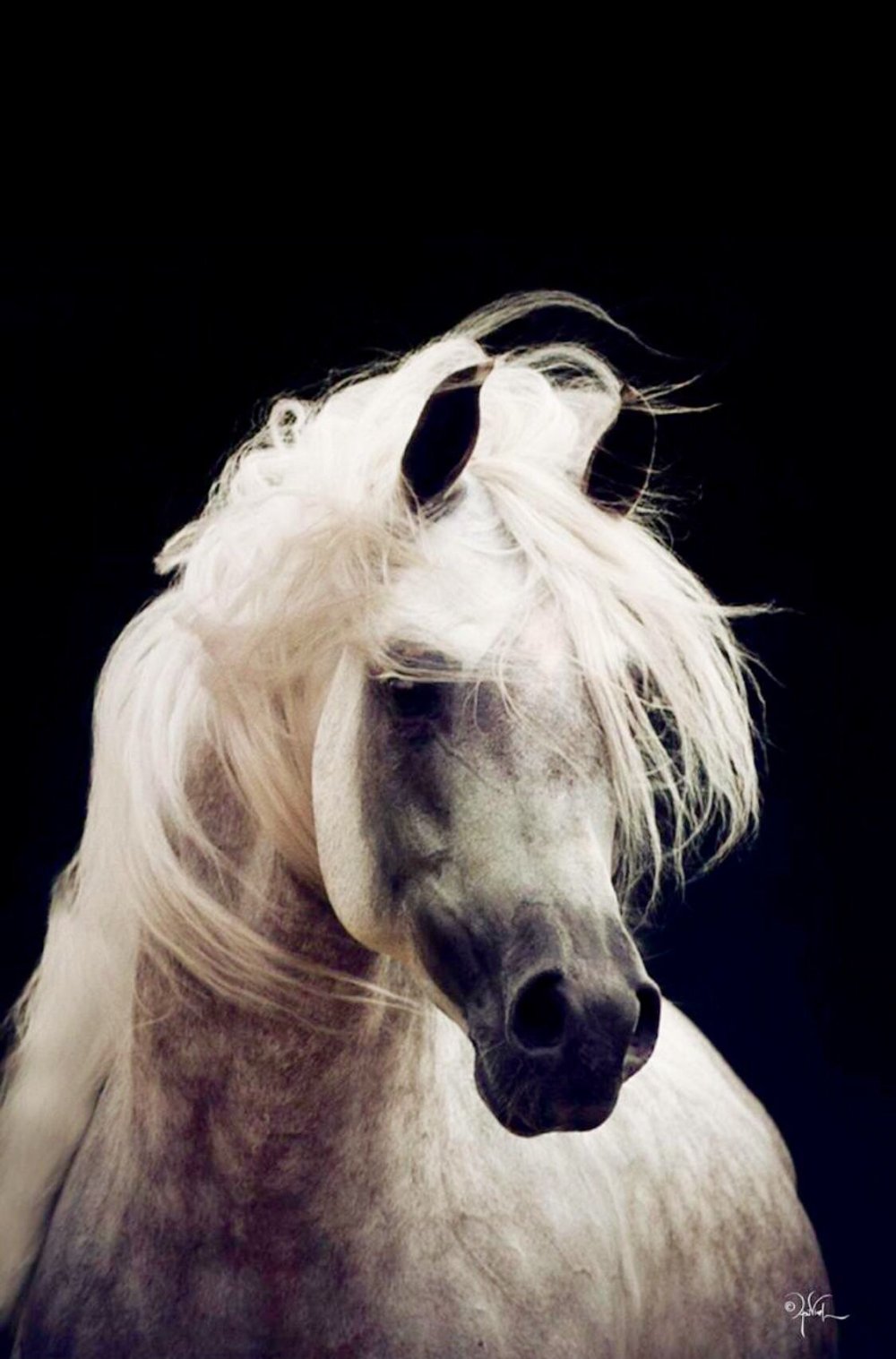 Лошадь с длинной гривой