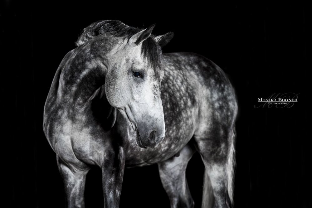 Серая лошадь на черном фоне