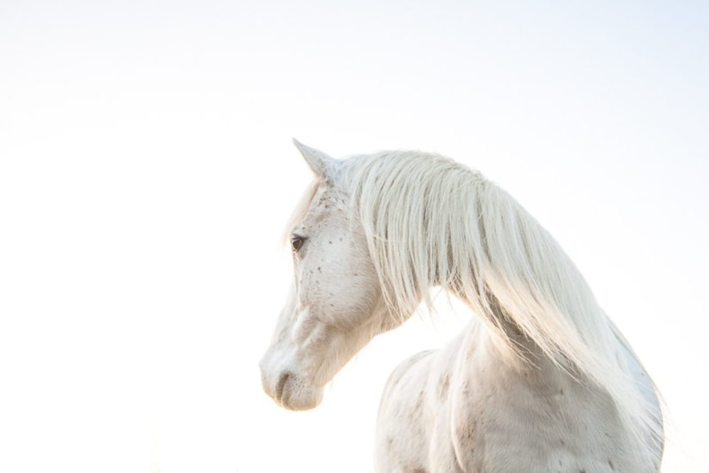 Белая лошадь Эстетика