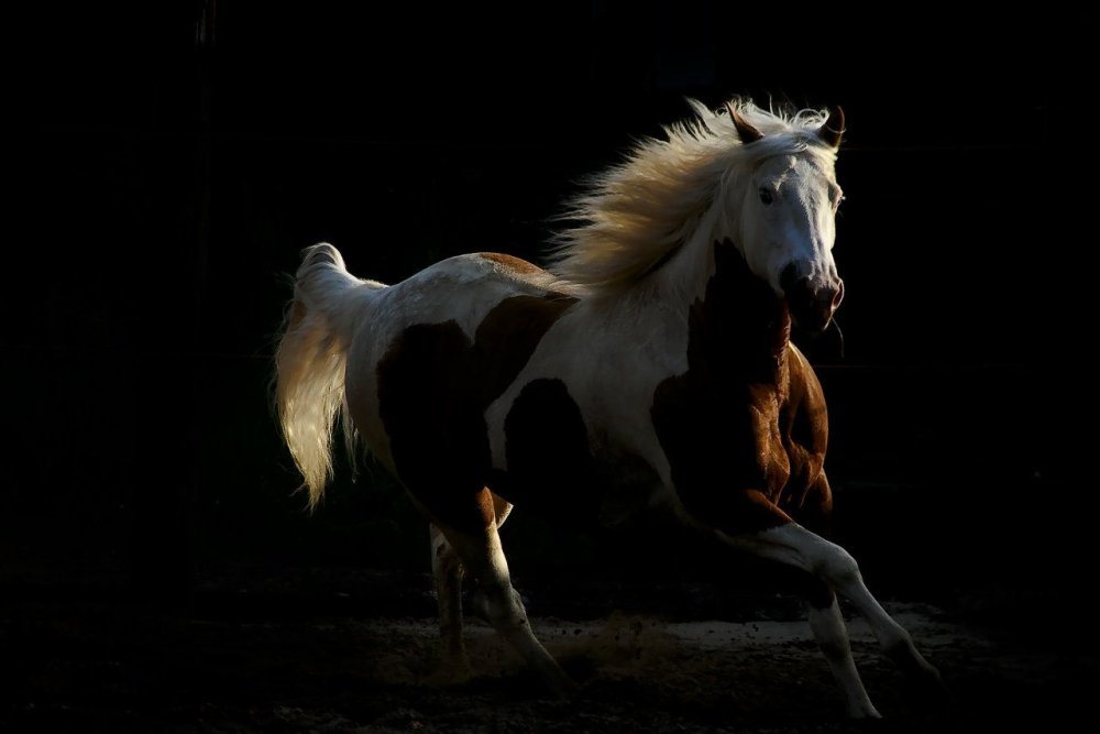 Лошадь обои на телефон вертикальные