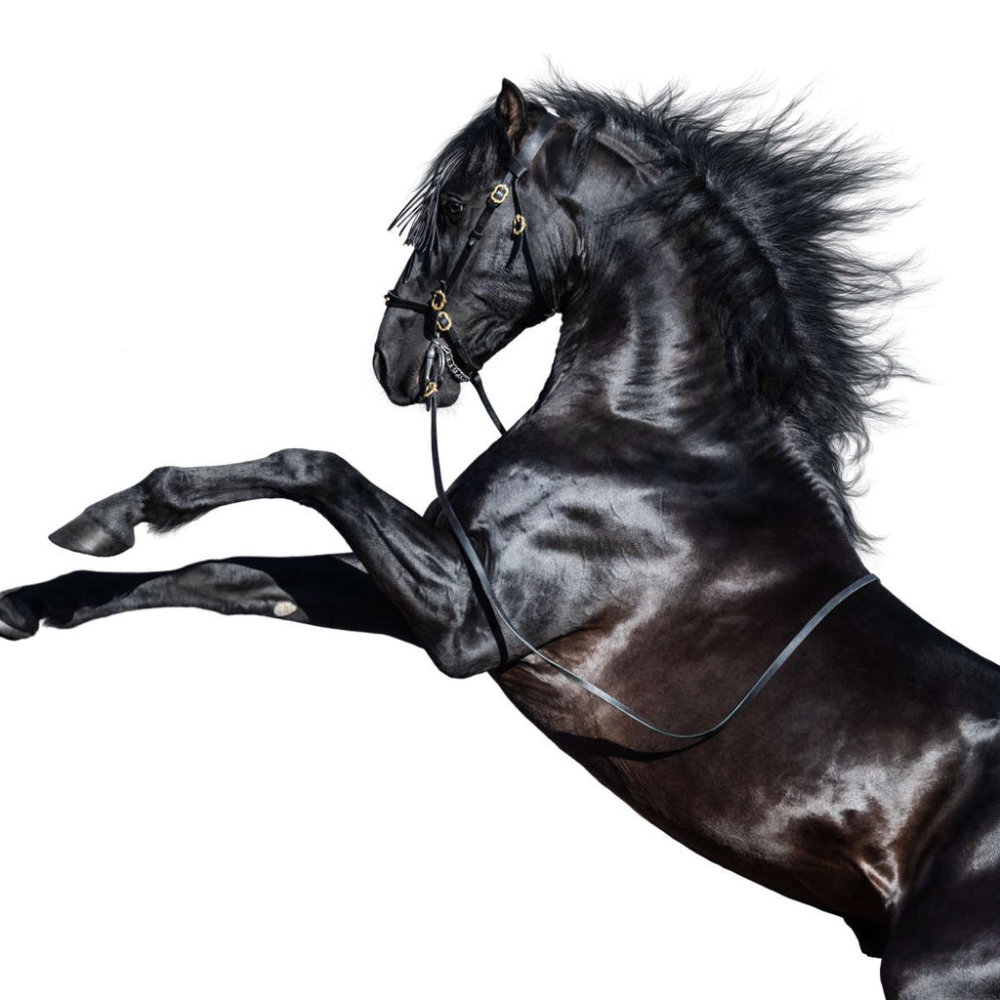 Вороной конь на дыбах на белом фоне