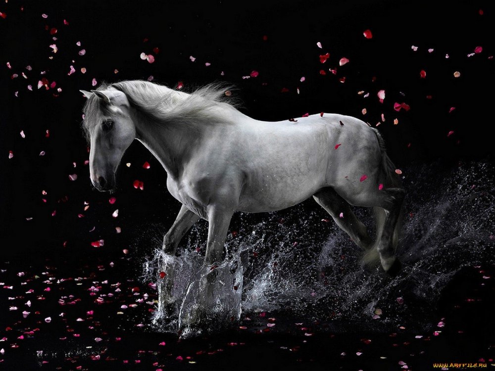 Лошадь на черном фоне