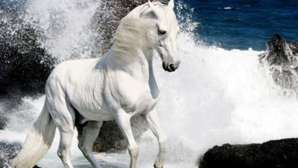Бывают ли белые лошади в природе