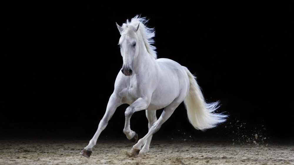 Благородные кони белые