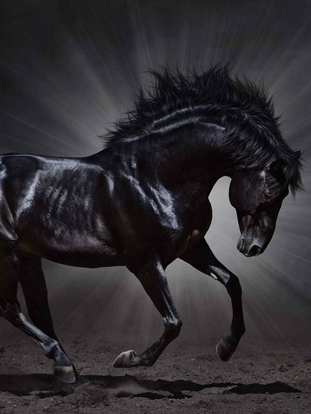 Белая лошадь на темном фоне