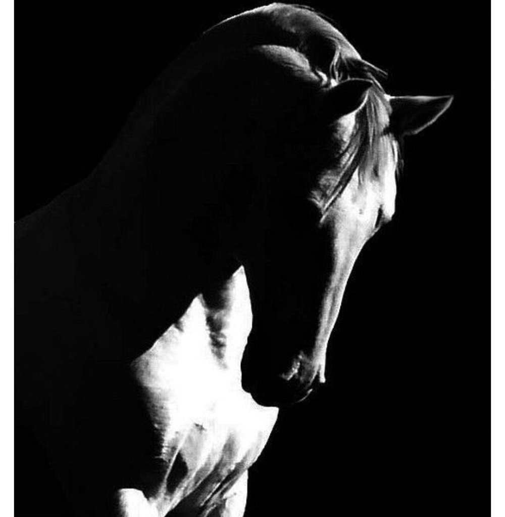 Лошадь в темноте