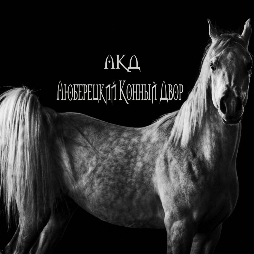 Лошадь на черном фоне